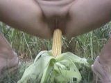 Amateur Girl Fucks Corn Cob In The Open Field